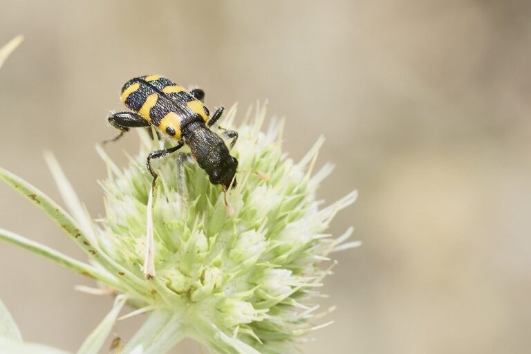 Trichodes leucopsideus -  Escarabajo ajedrezado