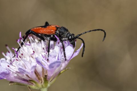 Stictoleptura cordigera - Escarabajo longicorne de las flores