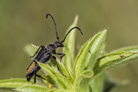 Stictoleptura stragulata - Escarabajo longicorne