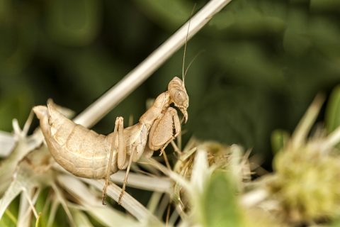 Ameles spallanzania - Mantis enana