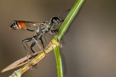 Prionyx kirbii - Avispa excavadora