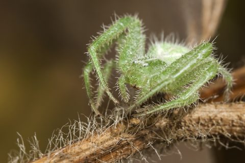 Heriaeus hirtus - Araña cangrejo verde