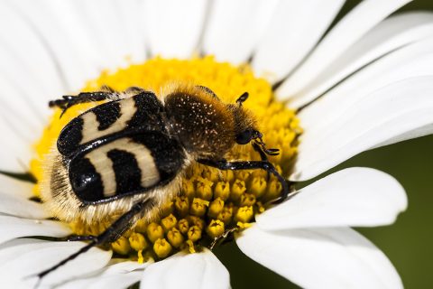 Trichius fasciatus - Escarabajo abeja