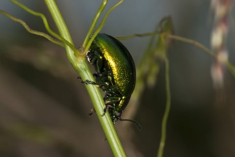 Chrysolina herbacea - Escarabajo de la menta