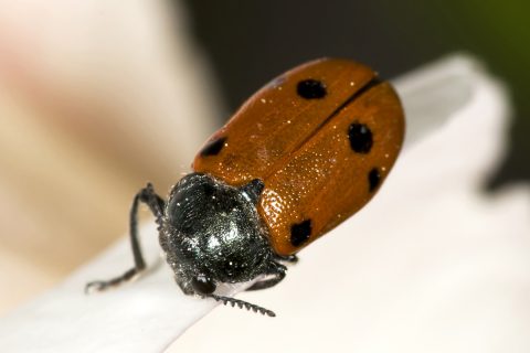 Lachnaia sexpunctata - Escarabajo de seis puntos