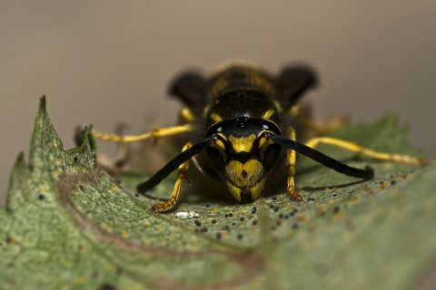 Vespula germanica - Avispa chaqueta amarilla