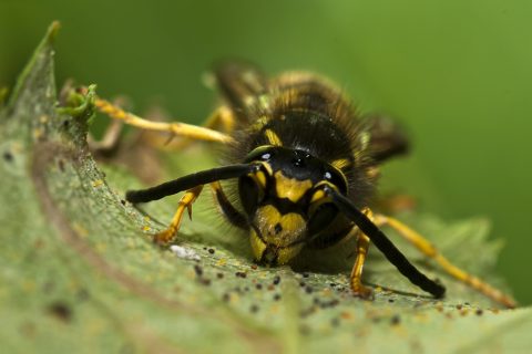 Vespula germanica - Avispa chaqueta amarilla