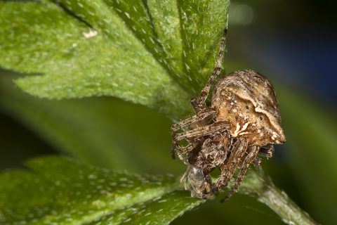 Gibbaranea bituberculata - Araña orbitela jorobada