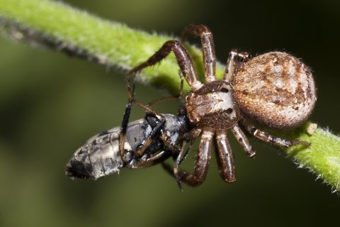 Xysticus sp - Araña cangrejo de tierra