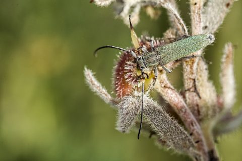 Opsilia caerulescens - Escarabajo longicorne