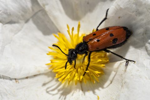 Mylabris quadripunctata - Escarabajo meloideo