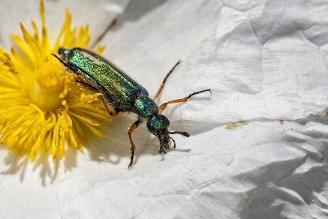 Cerocoma schaefferi - Escarabajo verde metálico