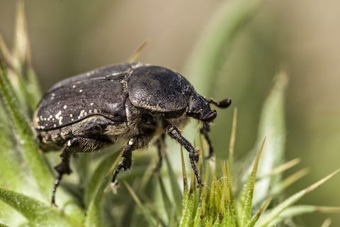Protaetia oblonga - Escarabajo abejero