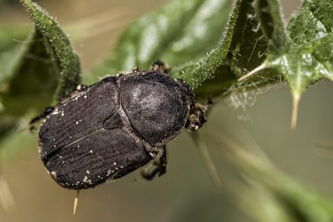 Protaetia oblonga - Escarabajo abejero