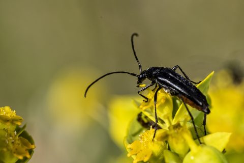 Stenurella nigra - Longicornio negro