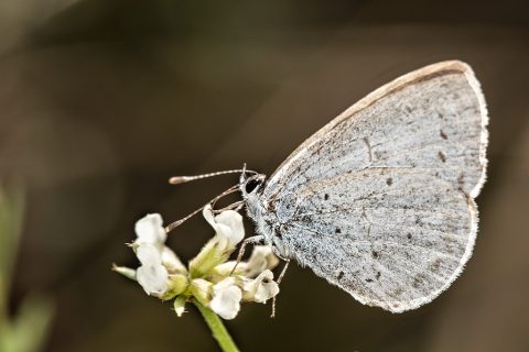 Celastrina argiolus - Náyade