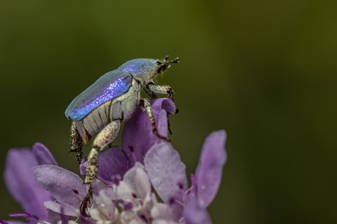 Hoplia coerulea - Escarabajo azul