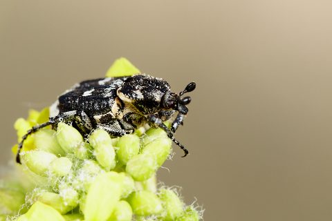 Valgus hemipterus - Escarabajo de cuadros