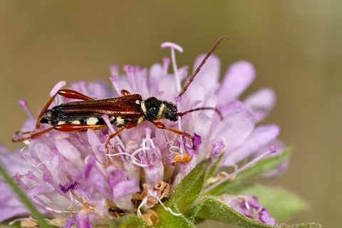 Stenopterus ater - Escarabajo longicorne