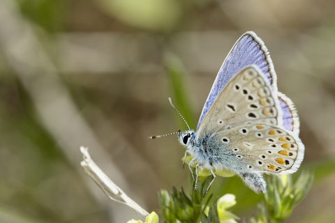 Polyommatus icarus - Mariposa azul comun