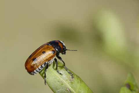 Tituboea biguttata - Escarabajo de la encina