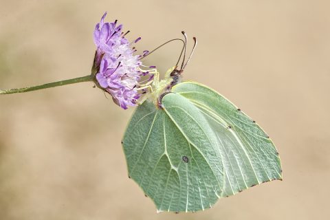 Gonepteryx rhamni - Limonera